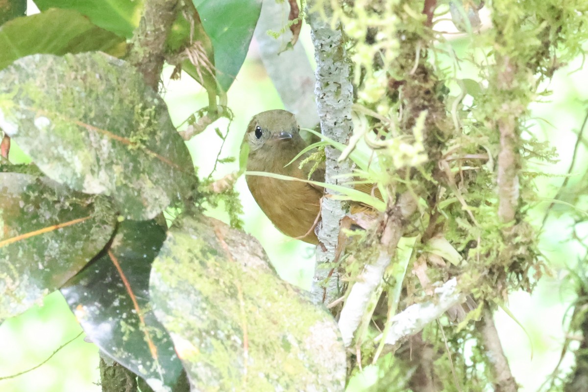 Ochre-bellied Flycatcher - ML637616733