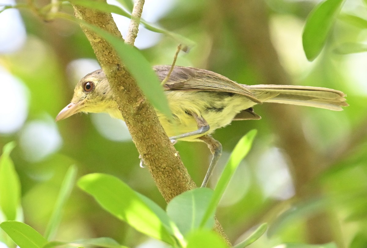 Cuban Vireo - ML637616759