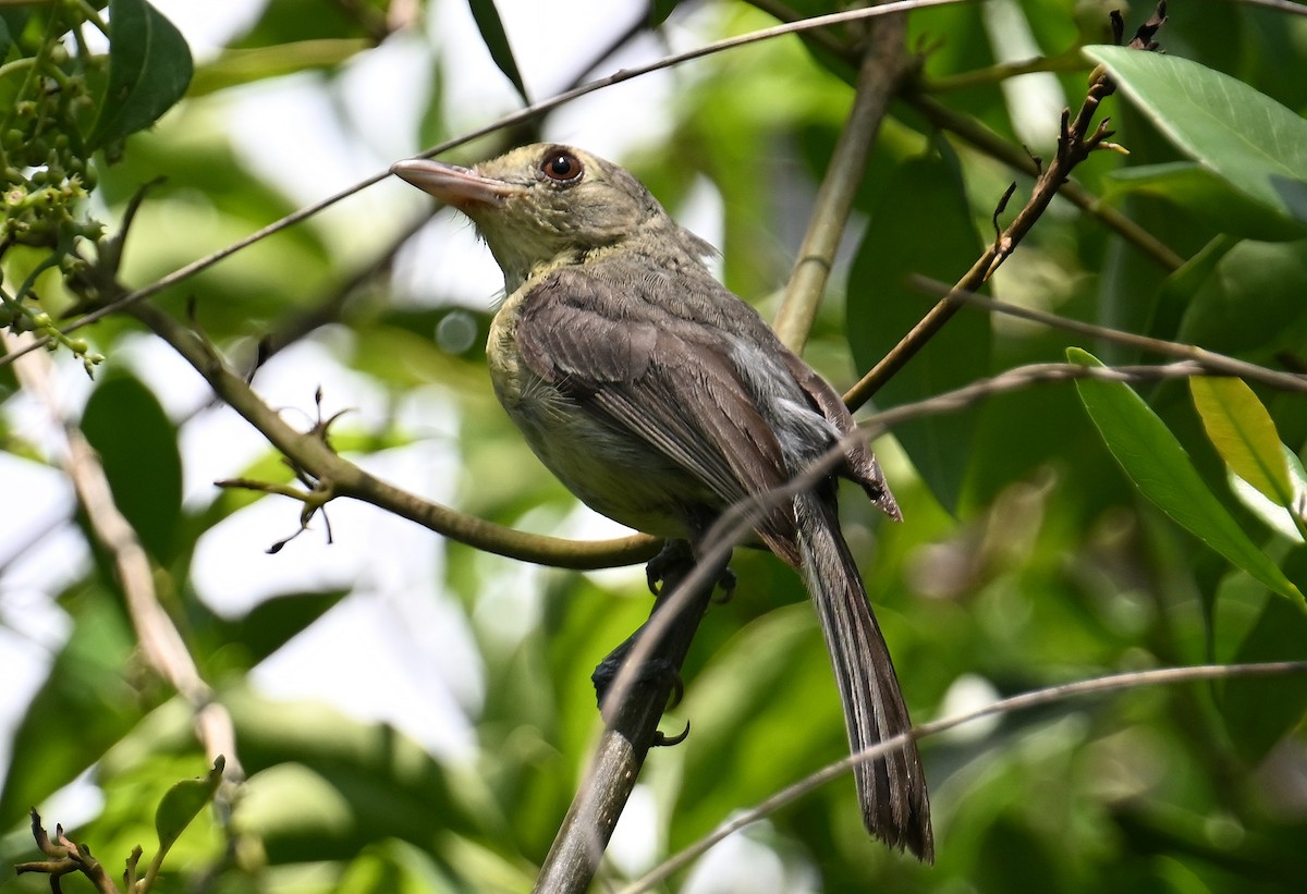 Cuban Vireo - ML637616760