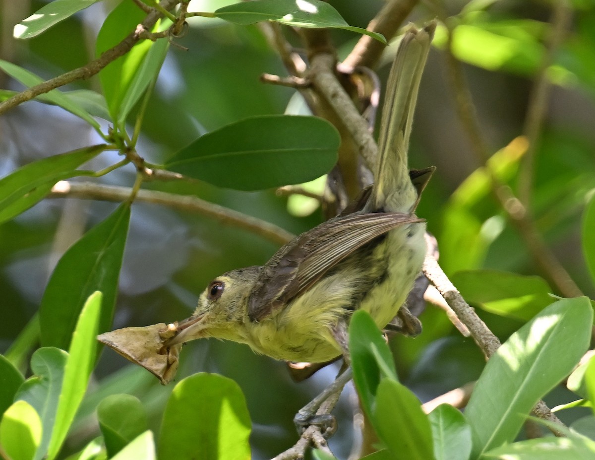 Cuban Vireo - ML637616761