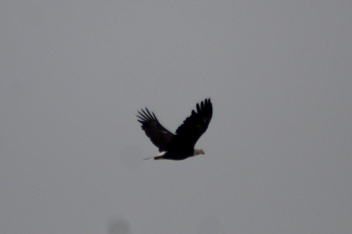 Bald Eagle - ML637616787