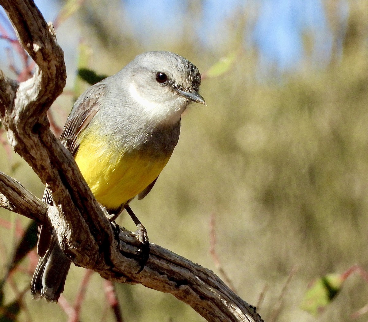 Western Yellow Robin - ML637616800