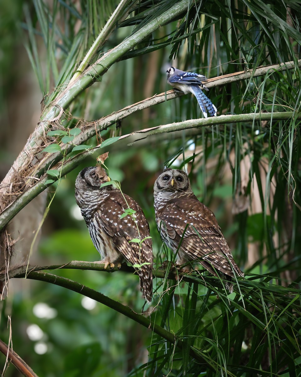 Barred Owl - ML637616817