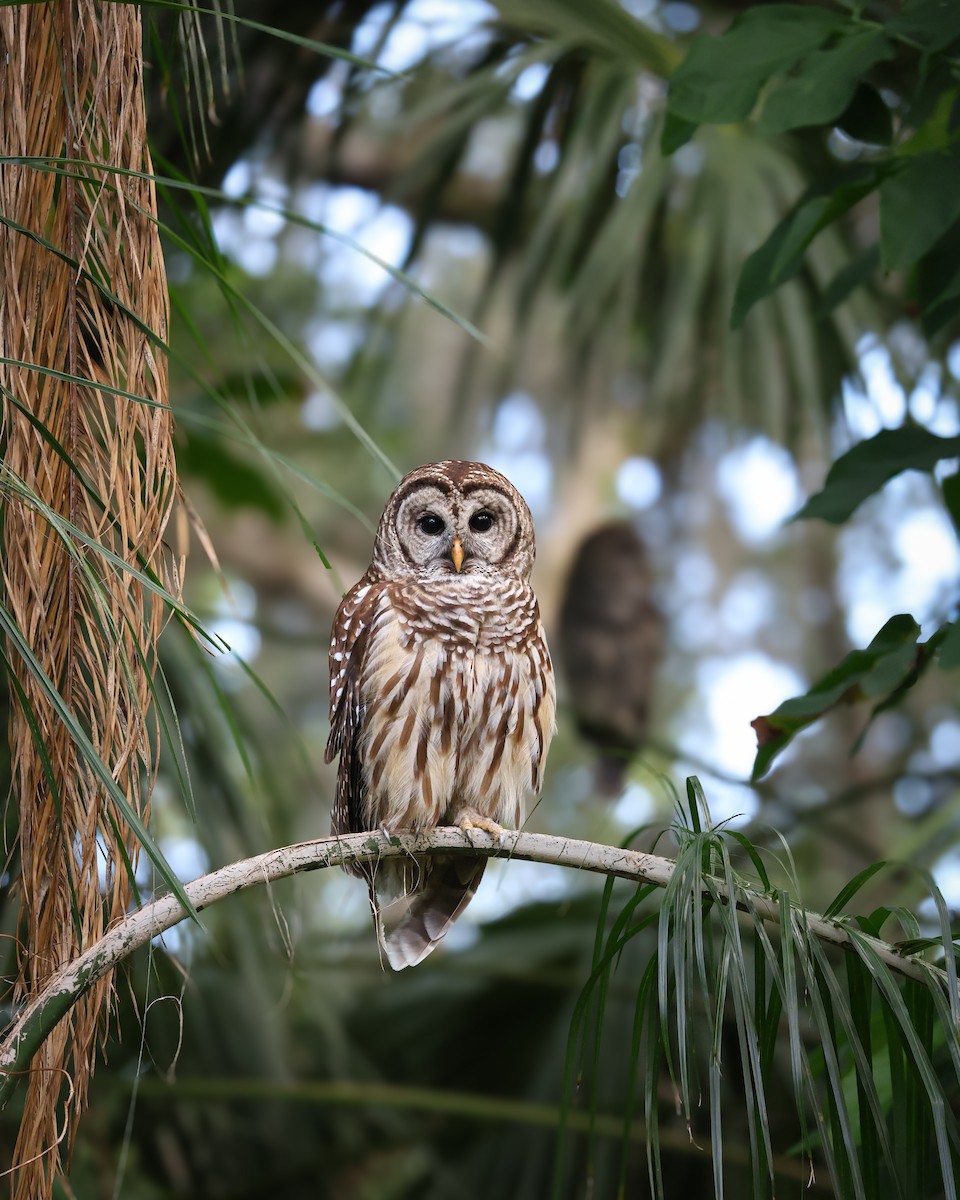 Barred Owl - ML637616819