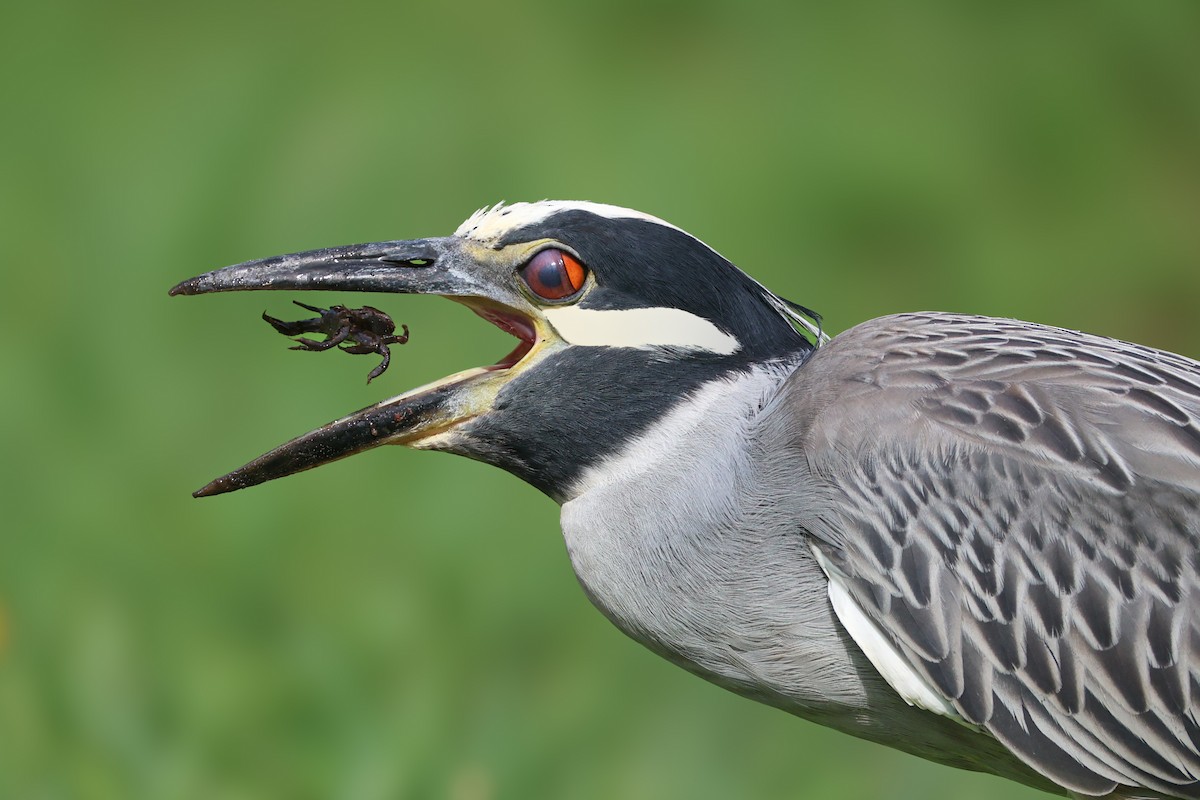 Yellow-crowned Night Heron - ML637616825