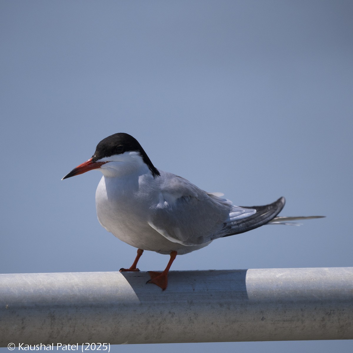 Common Tern - ML637616993