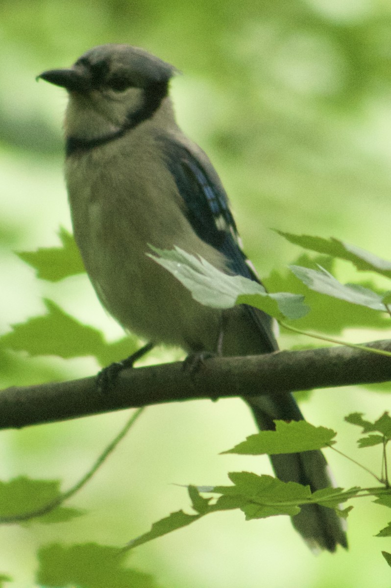 Blue Jay - ML637617044