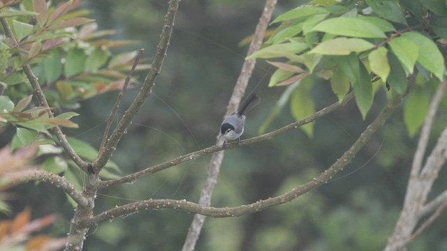White-browed Gnatcatcher - ML637617061