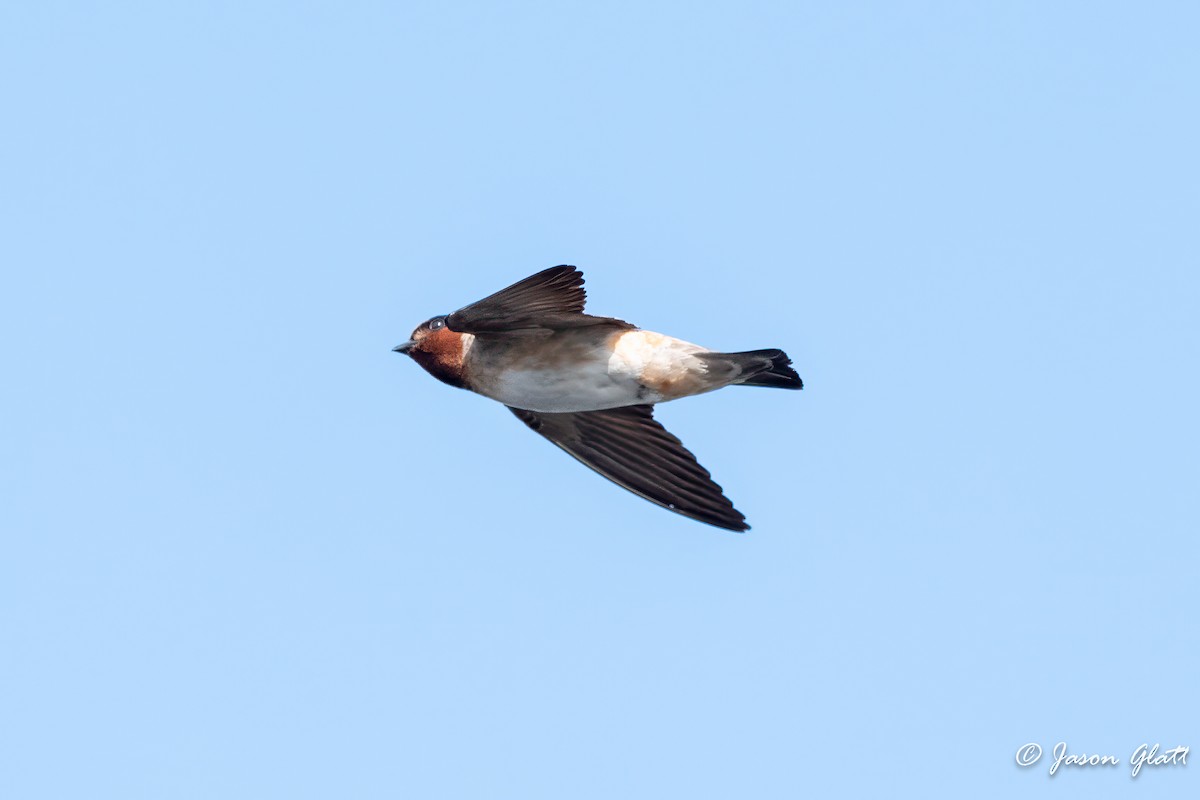 Cliff Swallow - ML637617063