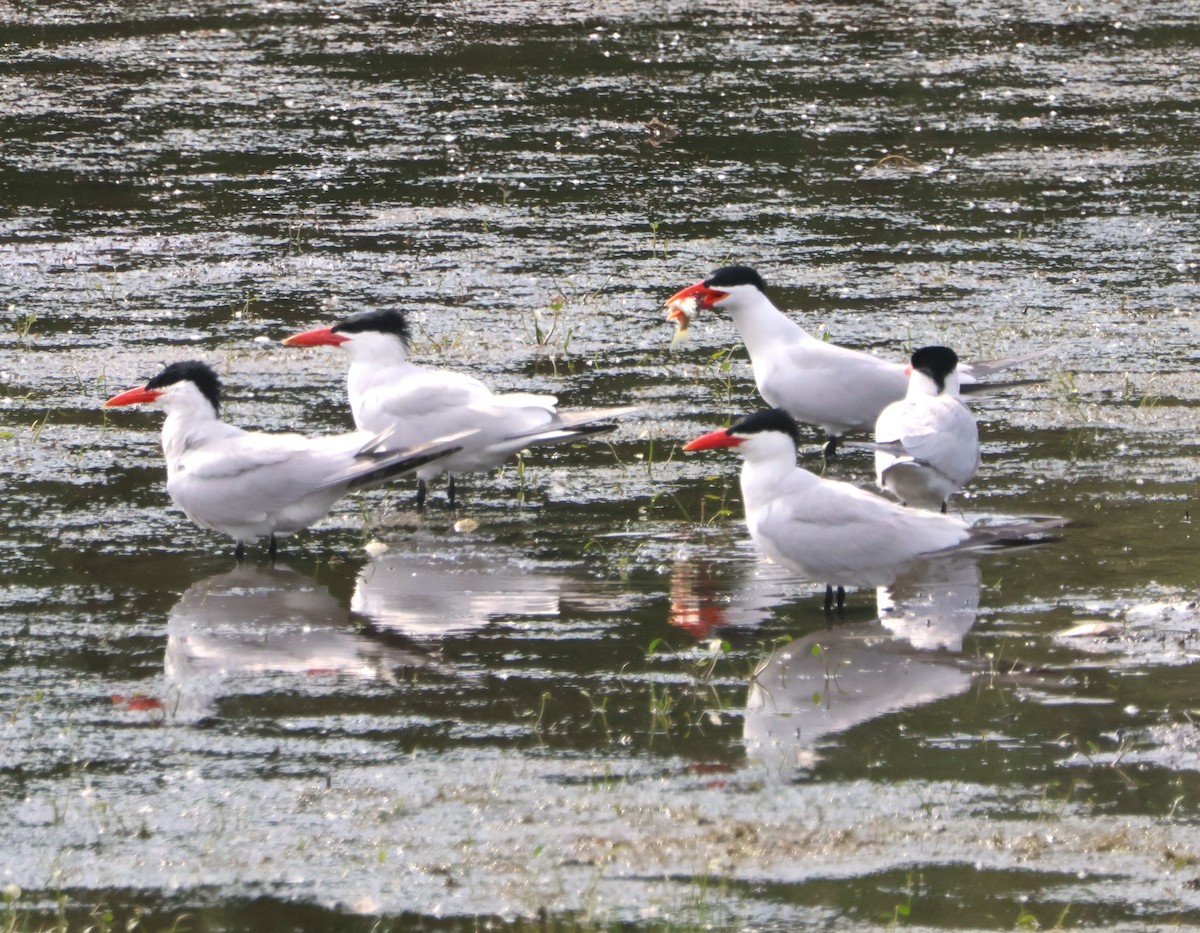 Caspian Tern - ML637617064