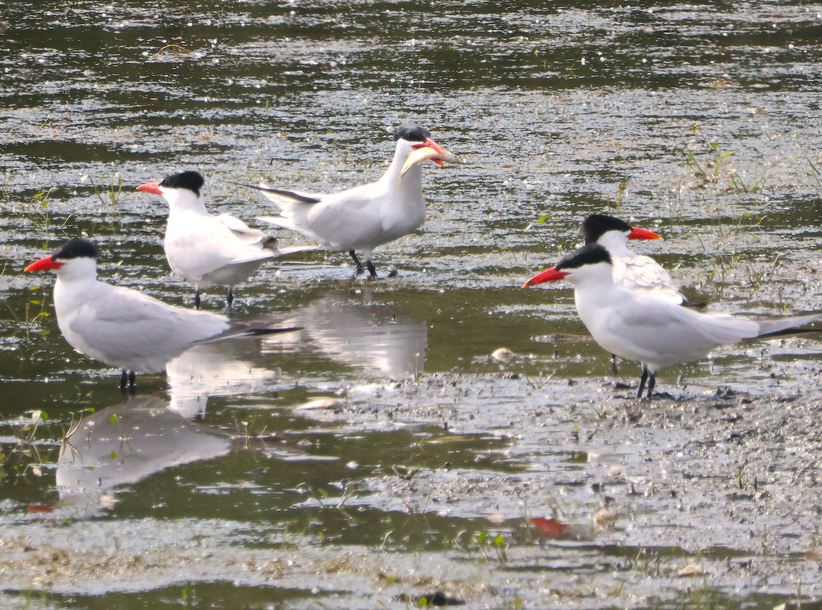 Caspian Tern - ML637617065