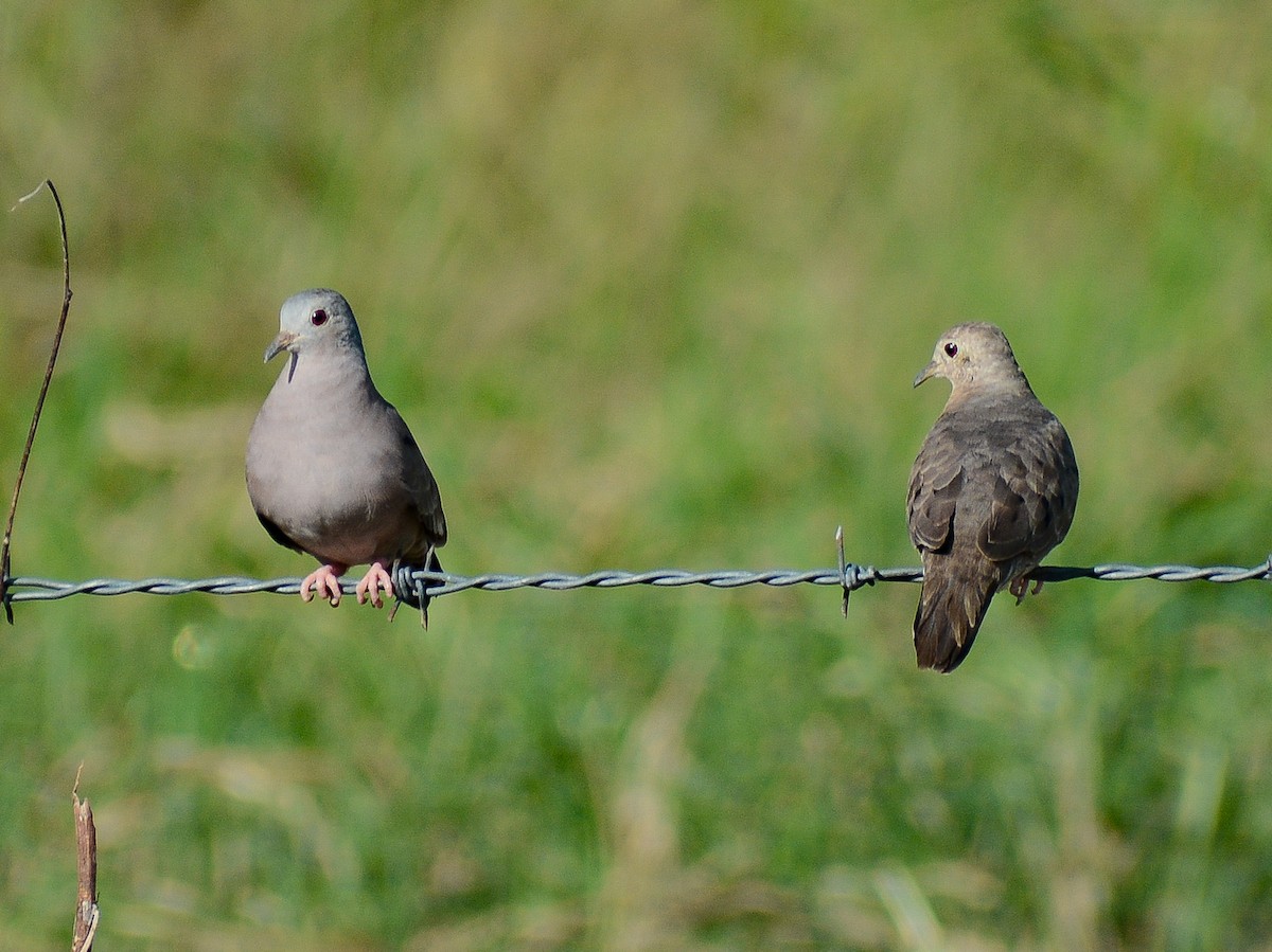 Plain-breasted Ground Dove - ML637617068