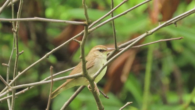 Swainson's Warbler - ML637617080