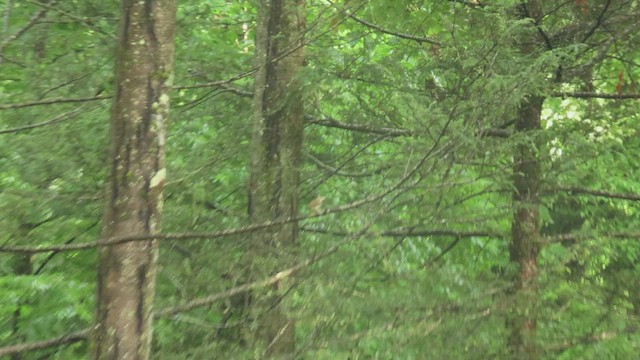 Swainson's Warbler - ML637617085
