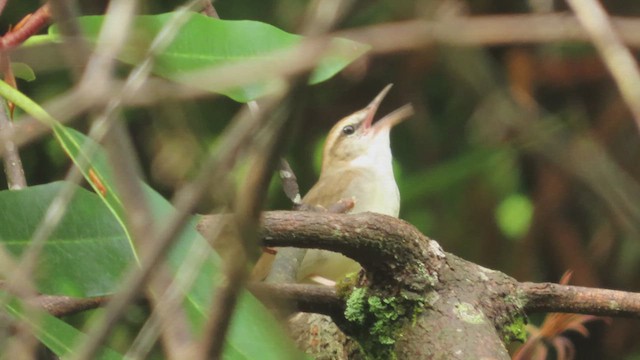 Swainson's Warbler - ML637617091