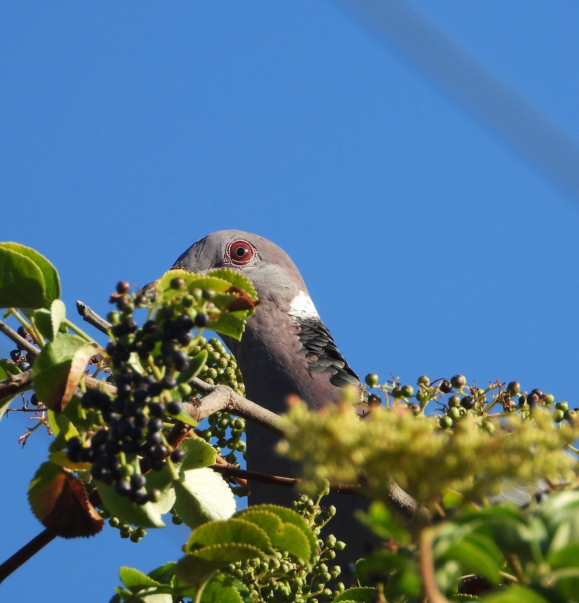 Bandtaube - ML637617146