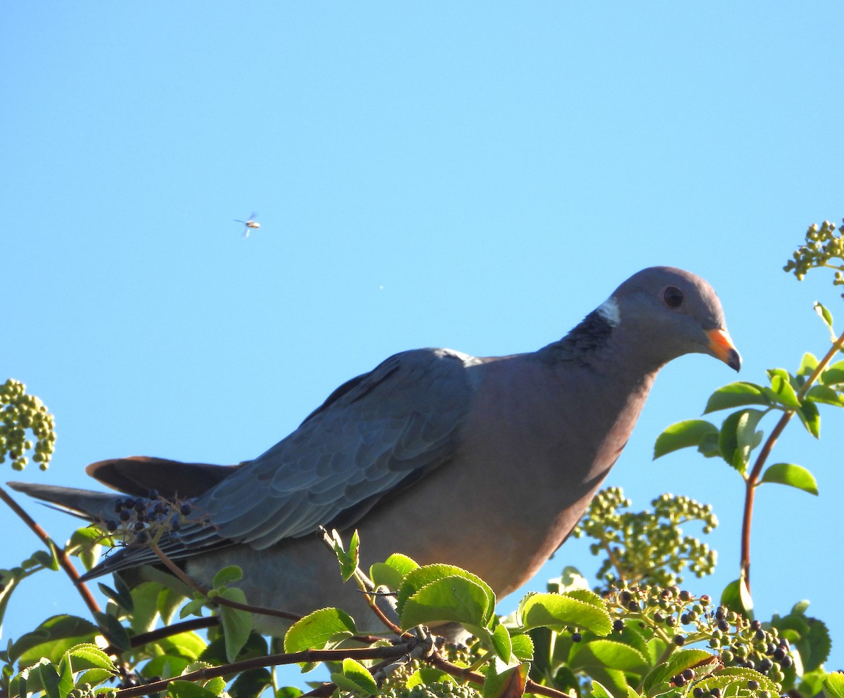 Bandtaube - ML637617147