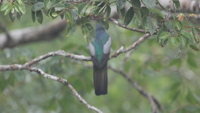 Slaty-tailed Trogon - ML637617159