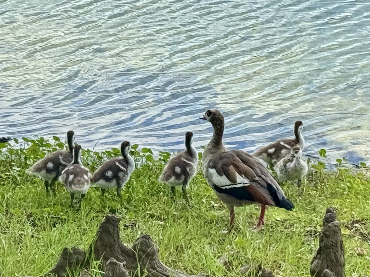 Egyptian Goose - ML637617187