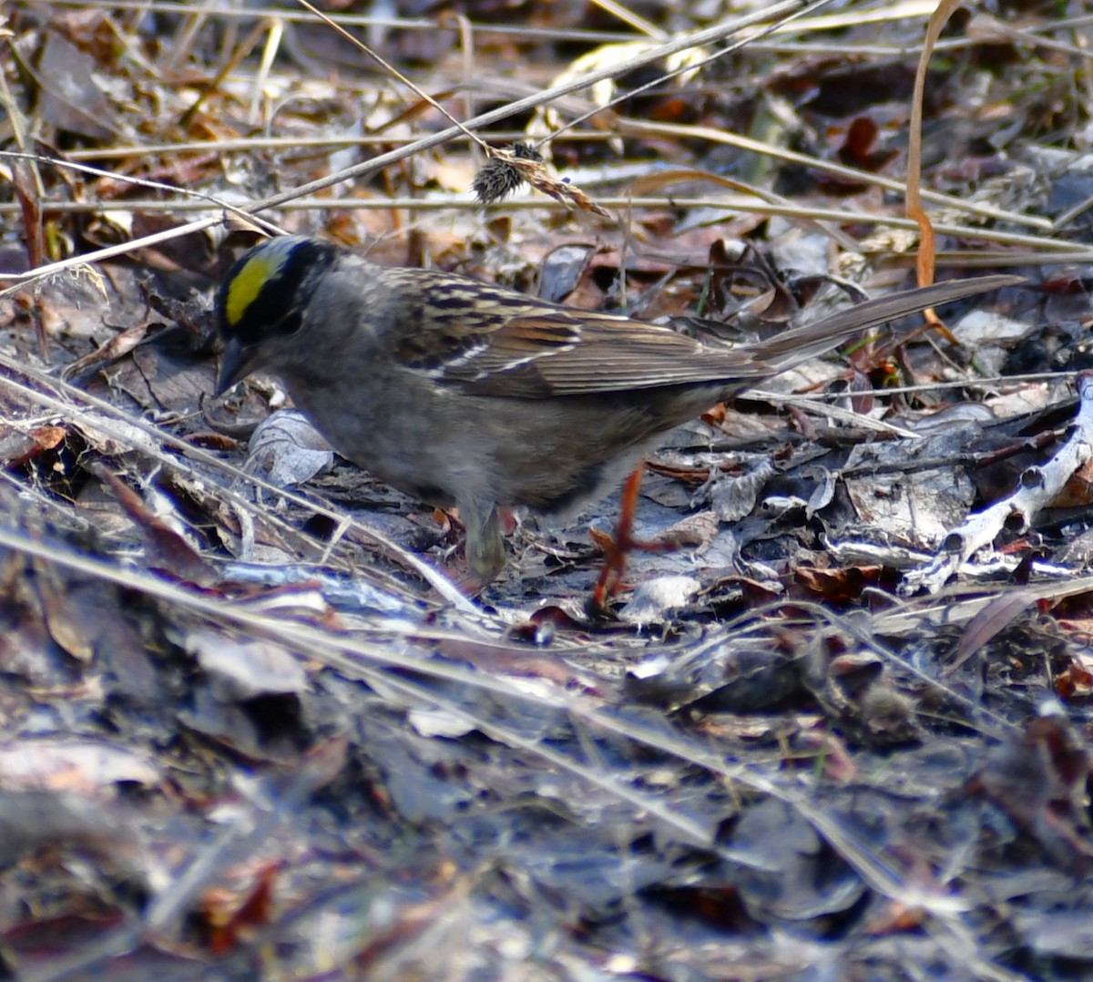 Golden-crowned Sparrow - ML637617203