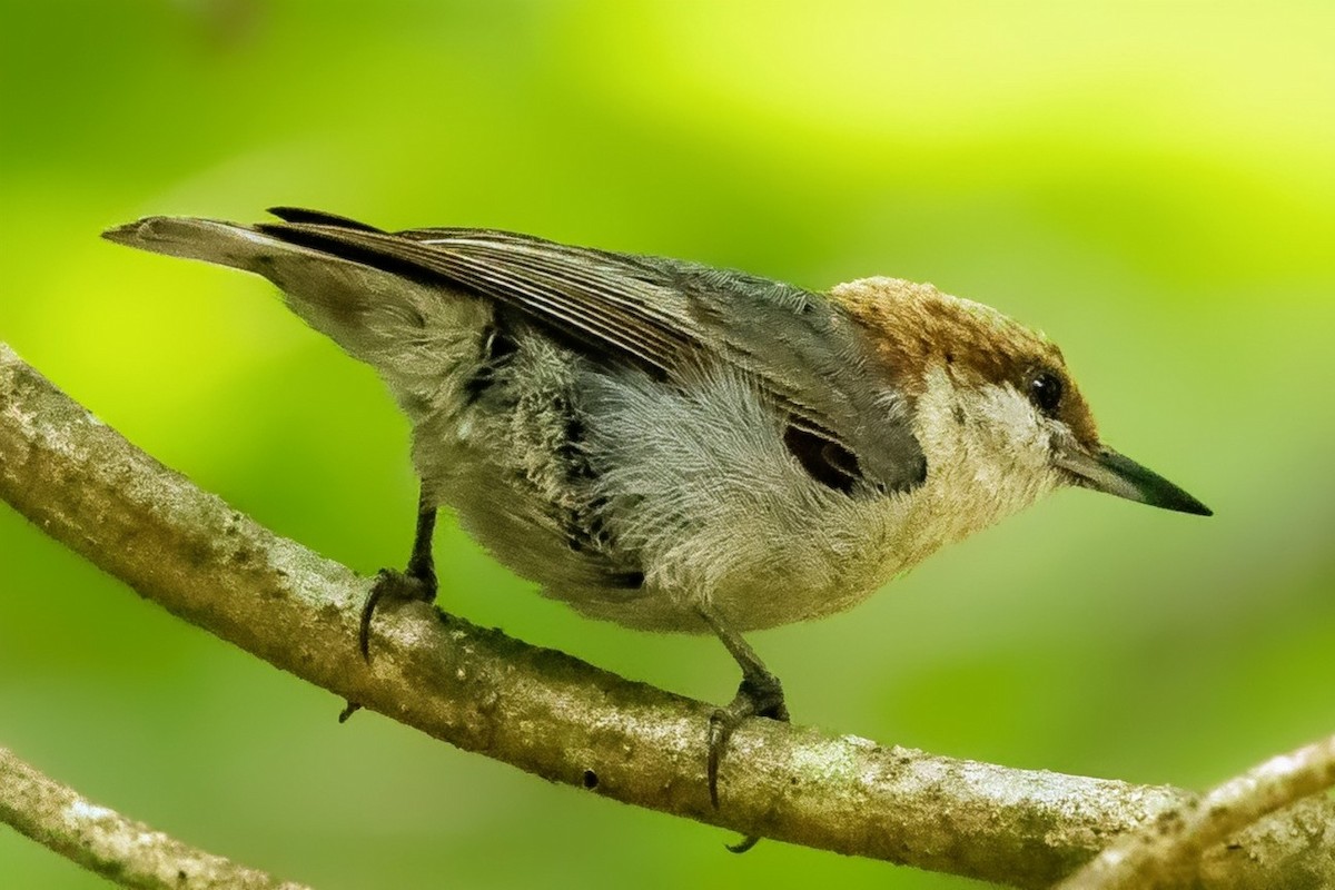 Brown-headed Nuthatch - ML637617259