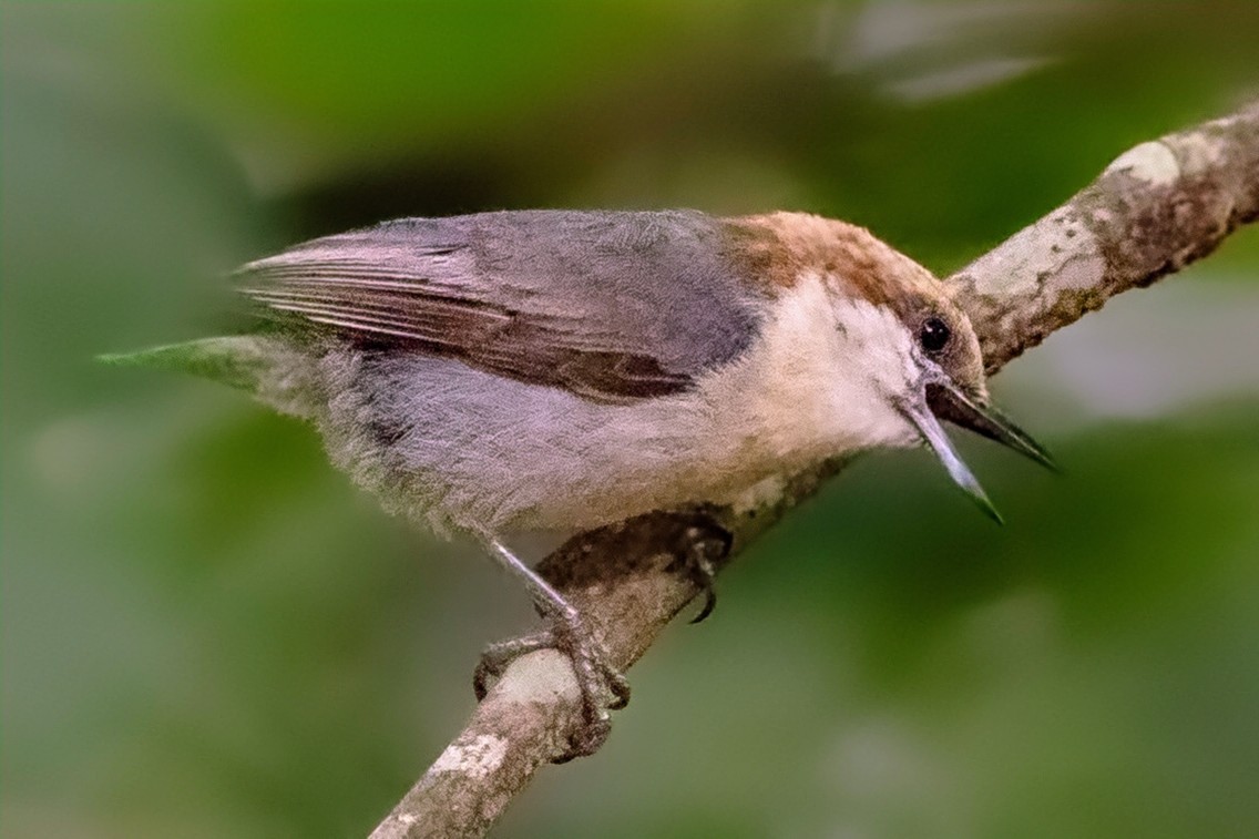 Brown-headed Nuthatch - ML637617260