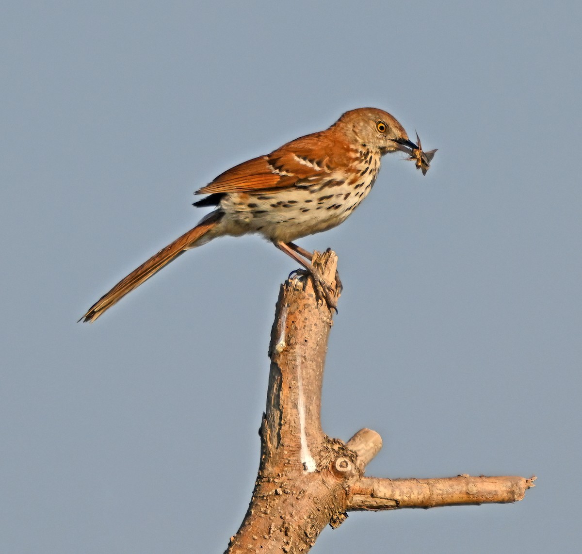 Brown Thrasher - ML637617300