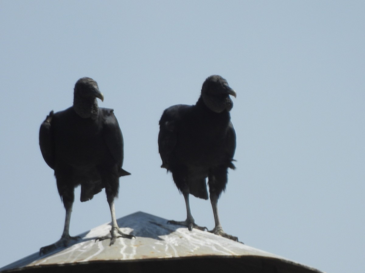 Black Vulture - ML637617317