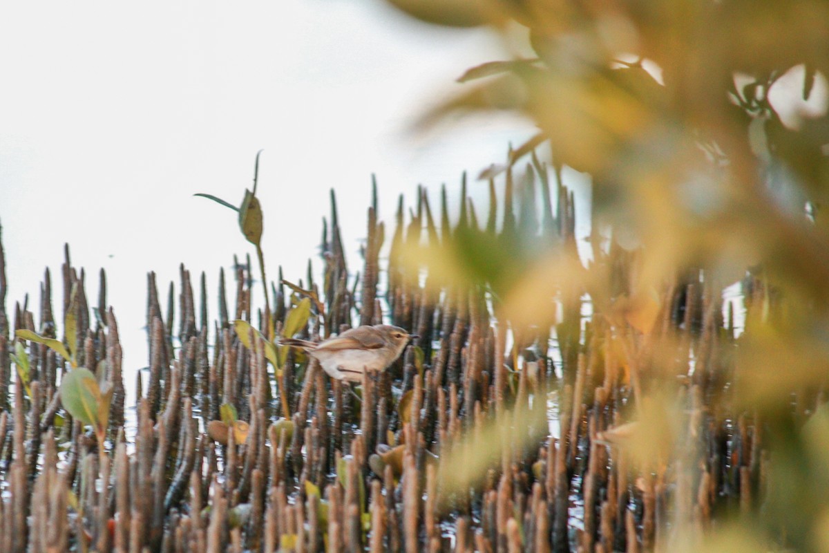 Mangrove Gerygone - ML637617346