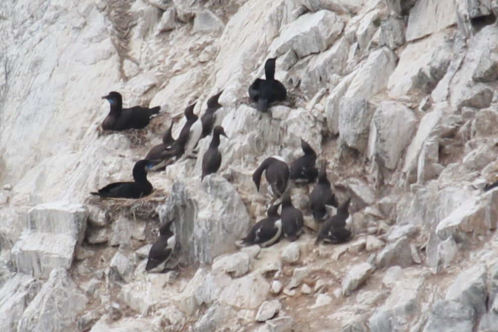 Common Murre - ML637617349