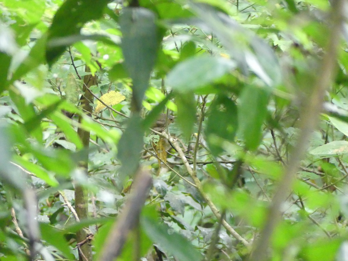 Slaty Antwren - ML637617384