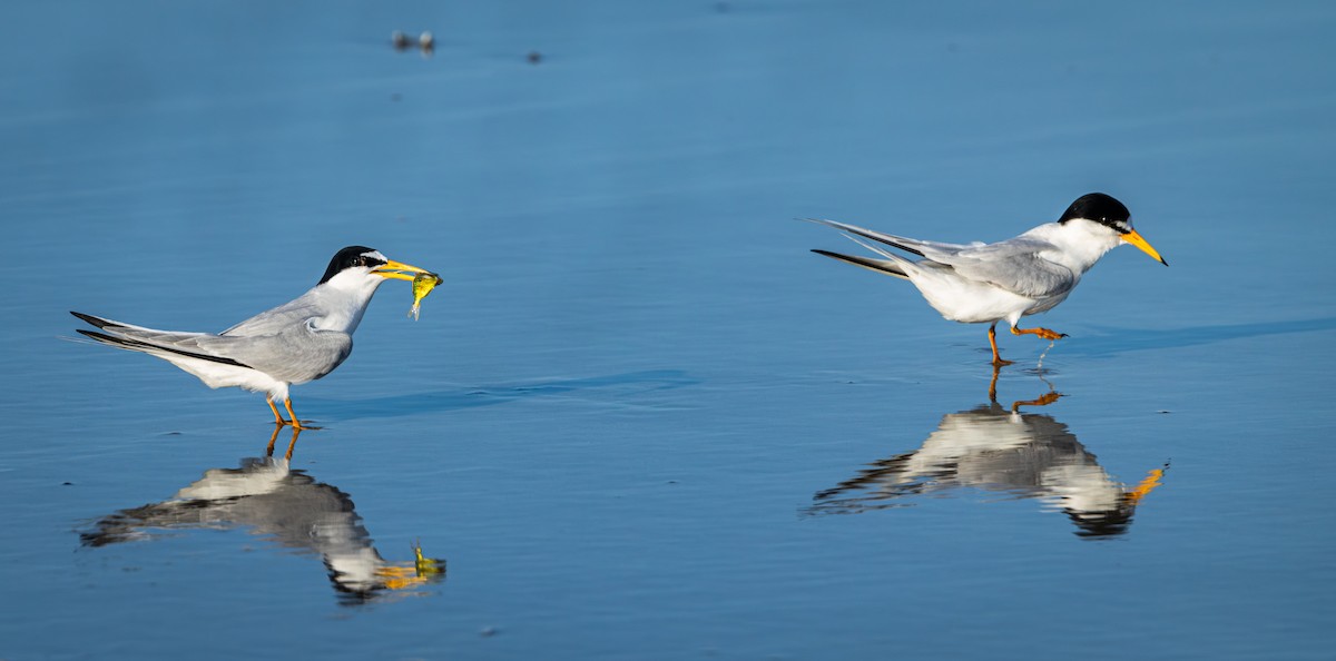 Least Tern - ML637617385