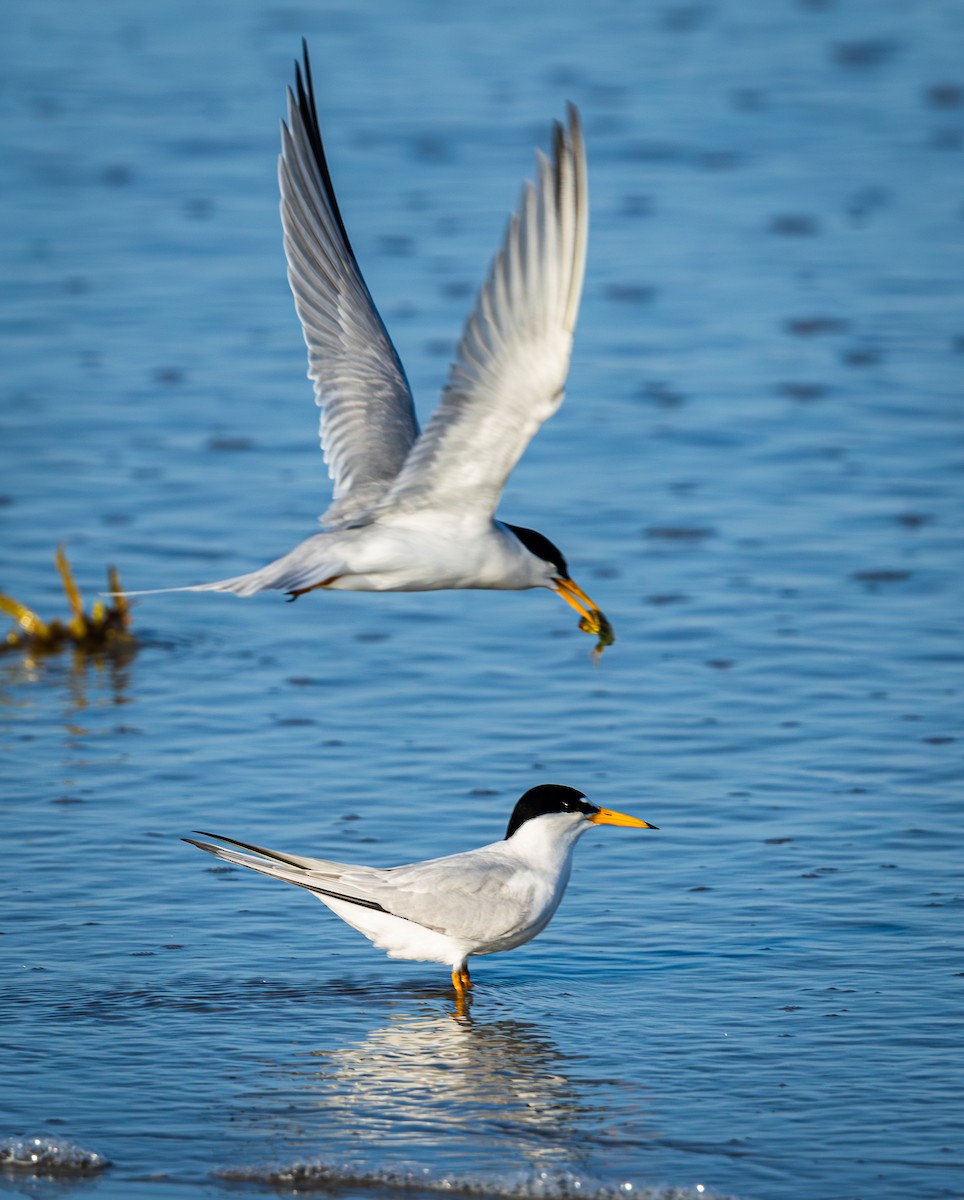Least Tern - ML637617397