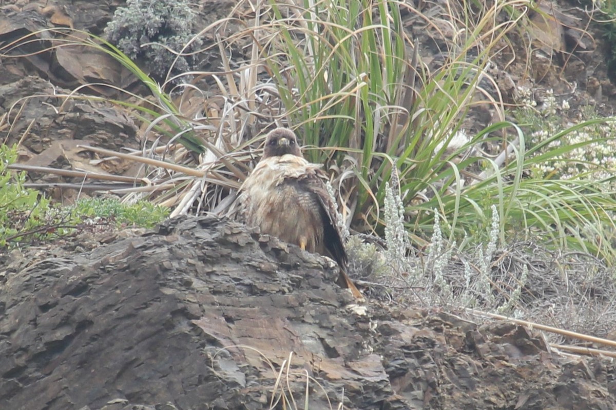 Red-tailed Hawk - ML637617420