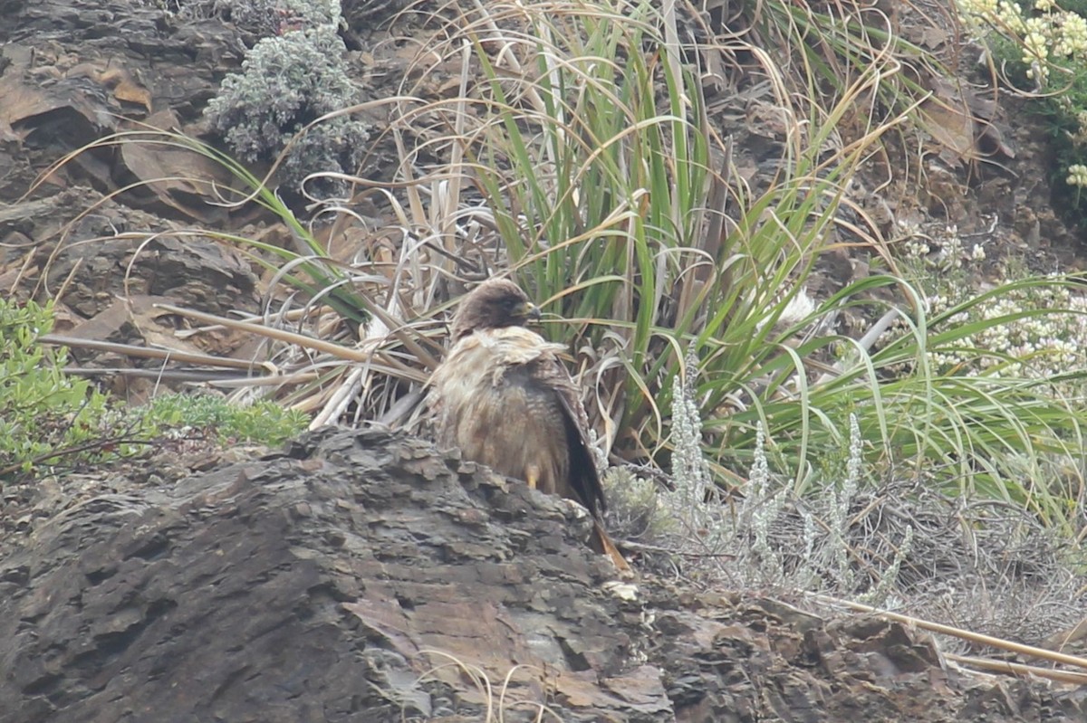 Red-tailed Hawk - ML637617421