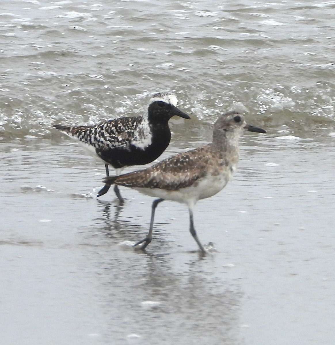 Black-bellied Plover - ML637617528