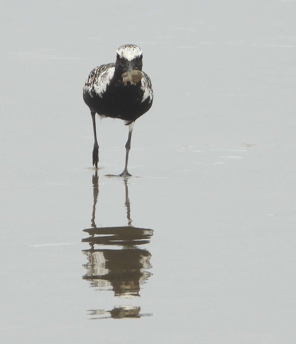 Black-bellied Plover - ML637617529