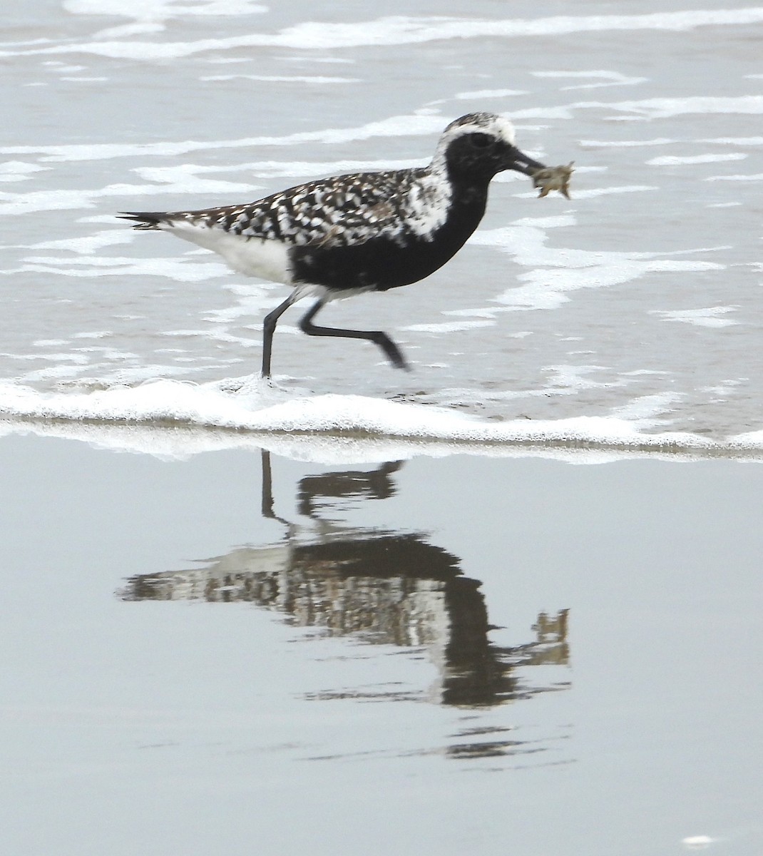 Black-bellied Plover - ML637617530