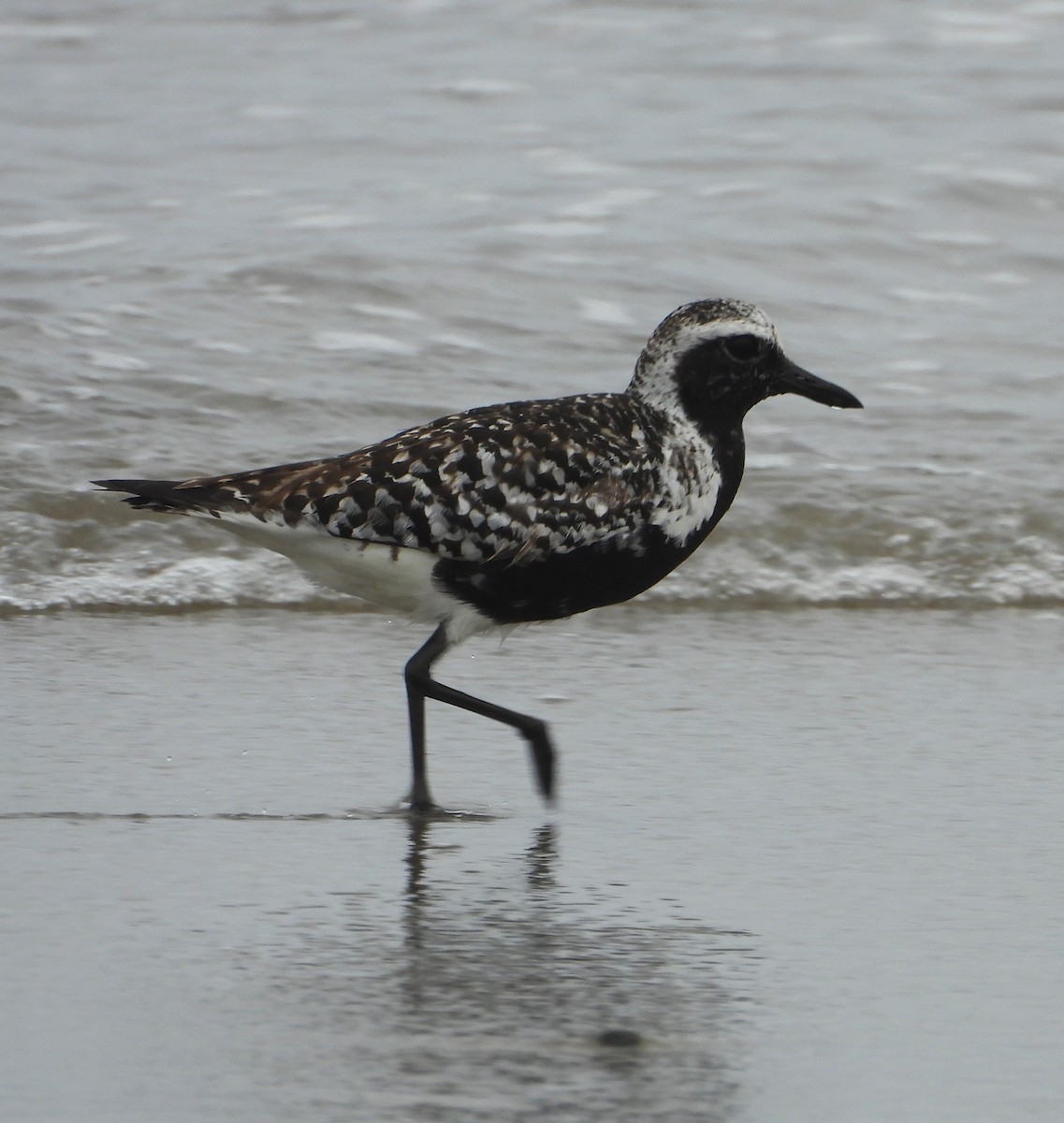 Black-bellied Plover - ML637617531
