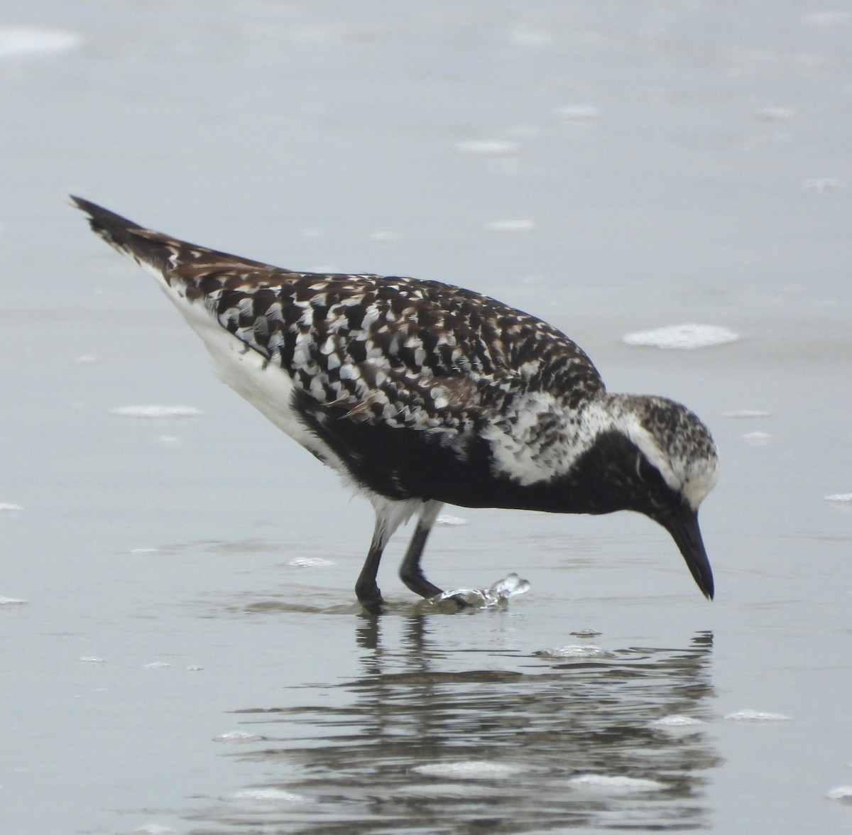 Black-bellied Plover - ML637617532