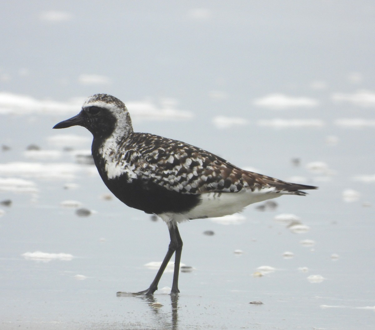 Black-bellied Plover - ML637617533