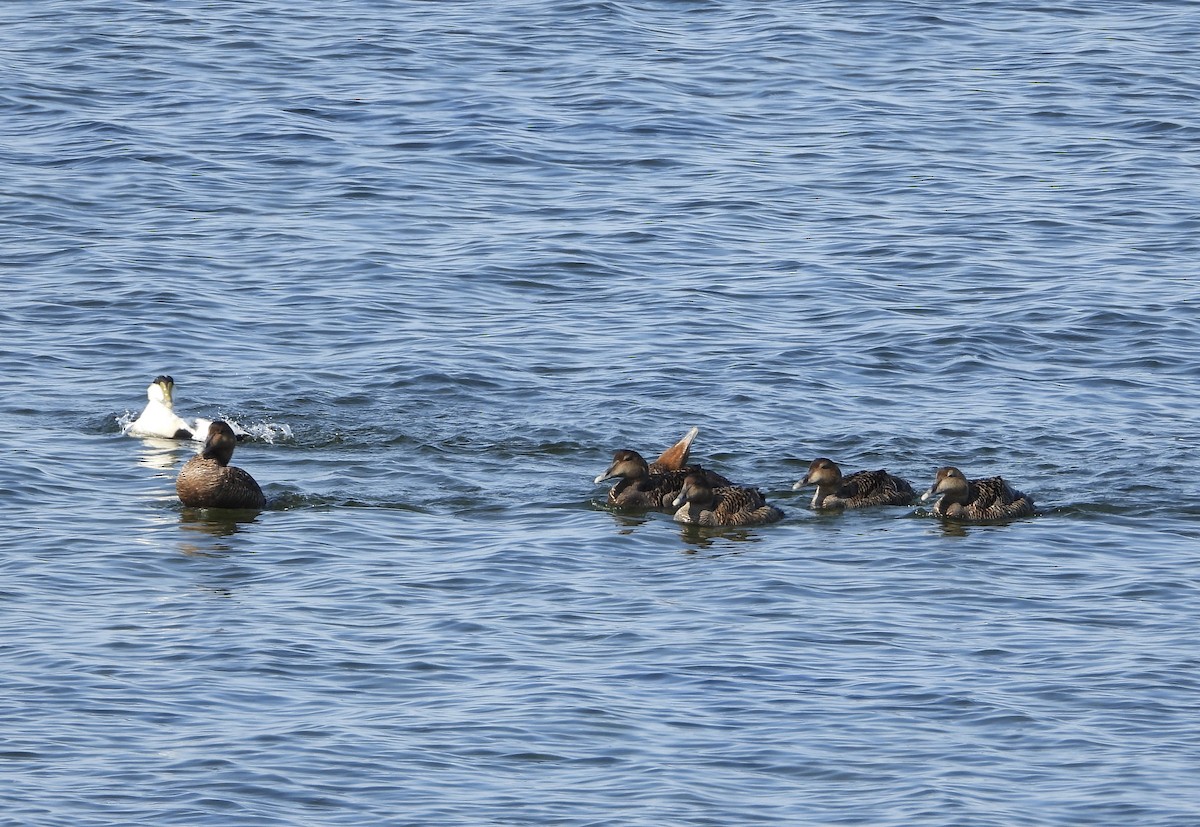 Common Eider - ML637617582