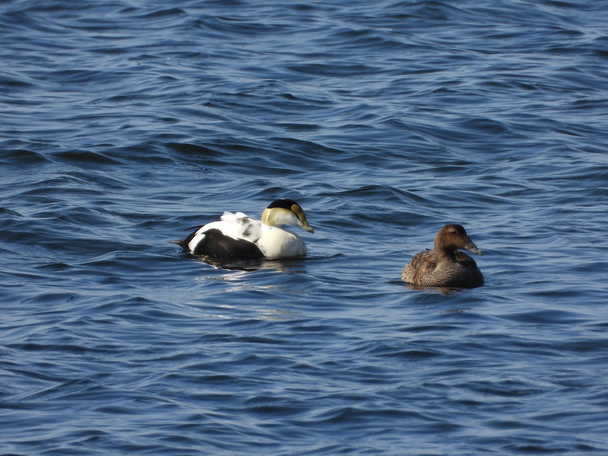 Common Eider - ML637617583
