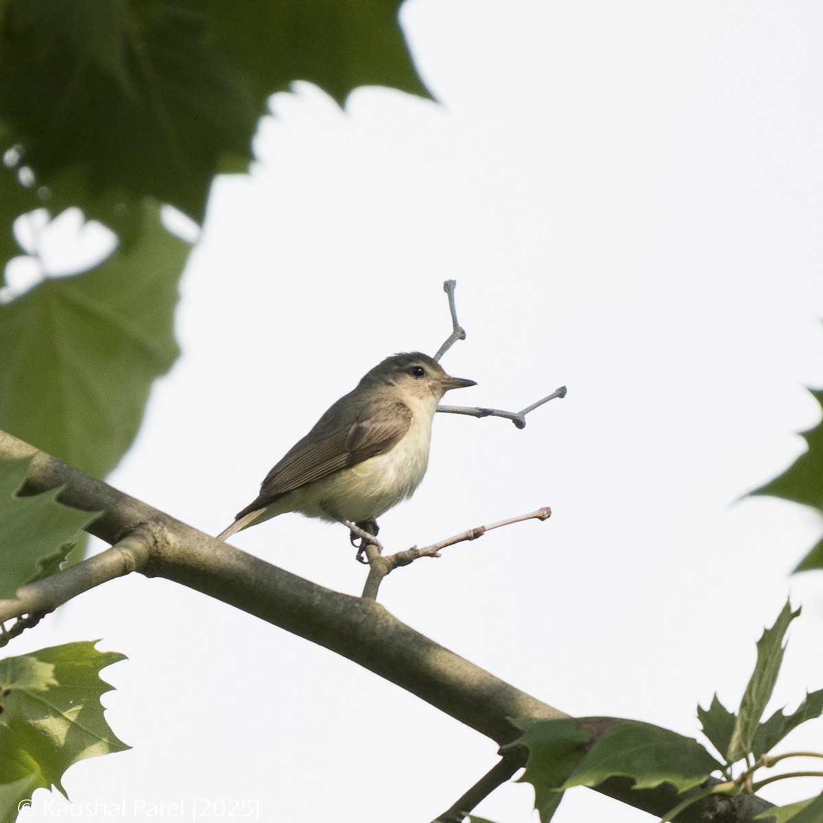 Warbling Vireo - ML637617608