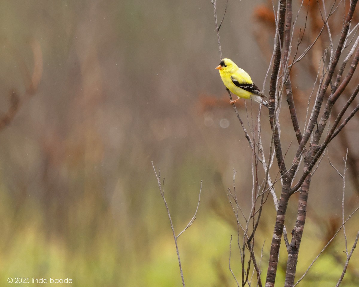 American Goldfinch - ML637617621