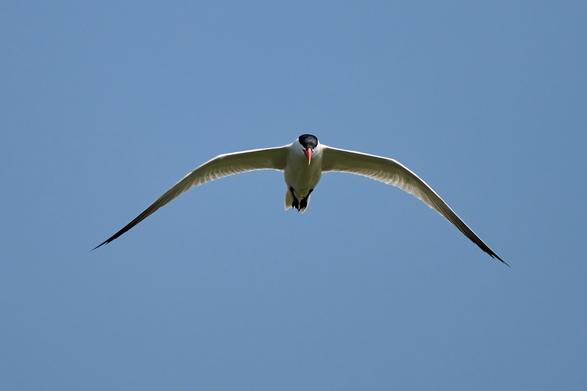 Caspian Tern - ML637617633