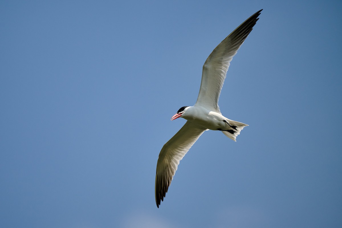 Caspian Tern - ML637617640