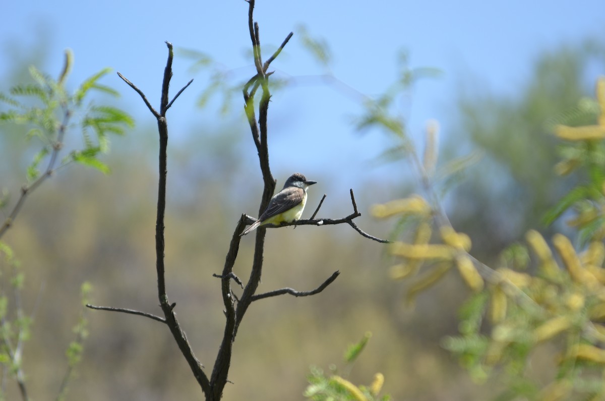 Thick-billed Kingbird - ML637617684