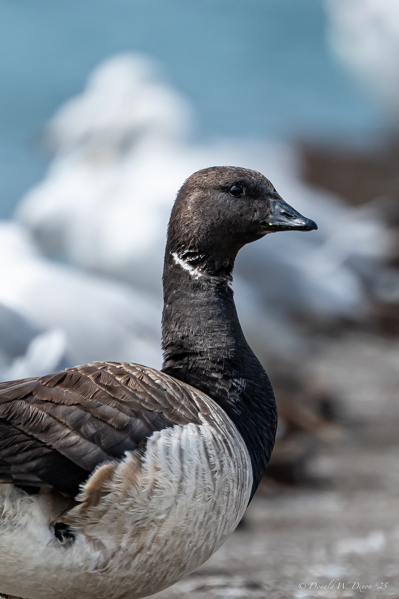 Brant - Donald Dixon