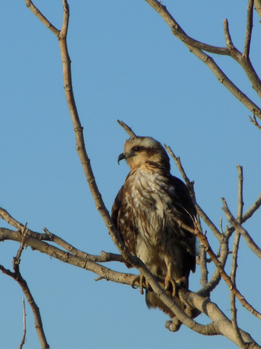 タニシトビ - ML637617718